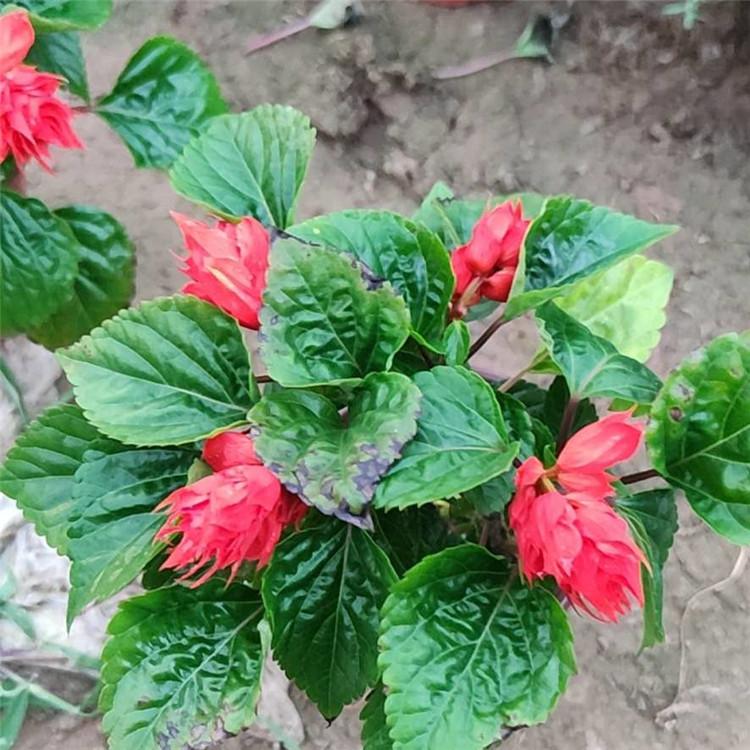 青州一串红  一串红种植基地  欢迎致电