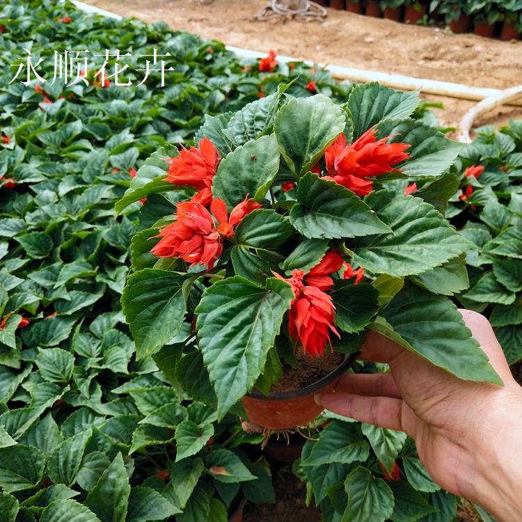 节日摆花一串红 基地大量供应开花一串红 一串红批发价格