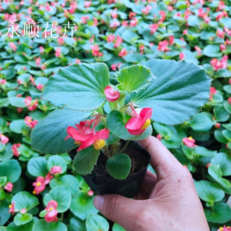 基地大量供应开花四季海棠 绿叶红花红叶红花四季海棠 四季海棠穴盘苗价格