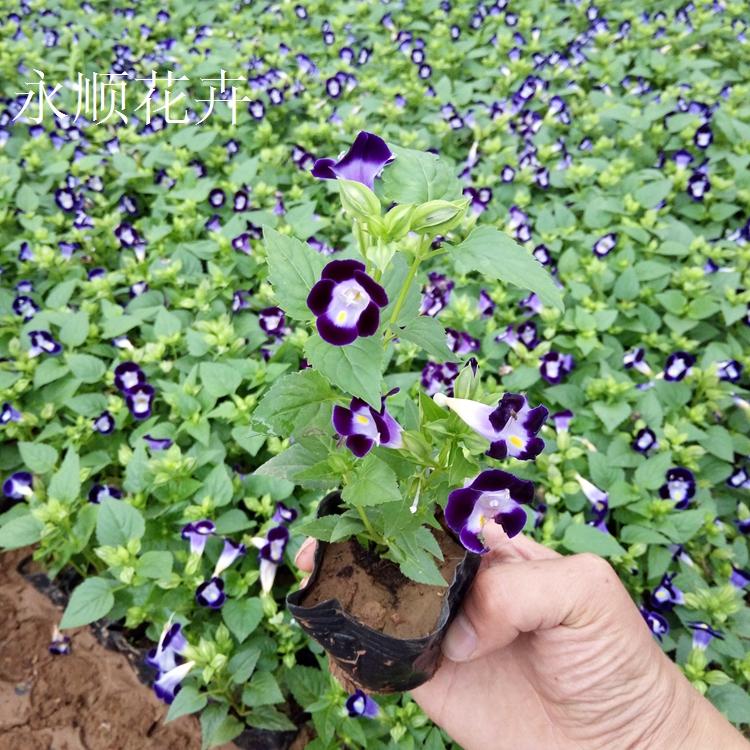 大量供应夏堇花 开花多色夏堇 夏堇批发价格