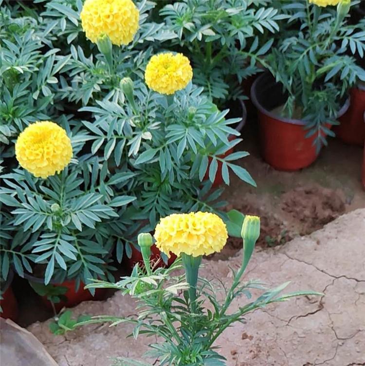 山东万寿菊  万寿菊批发商  欢迎致电
