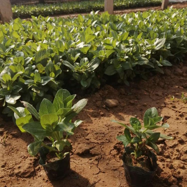 百日草种植基地   百日草价格 百日草种苗 品质好的百日草种苗