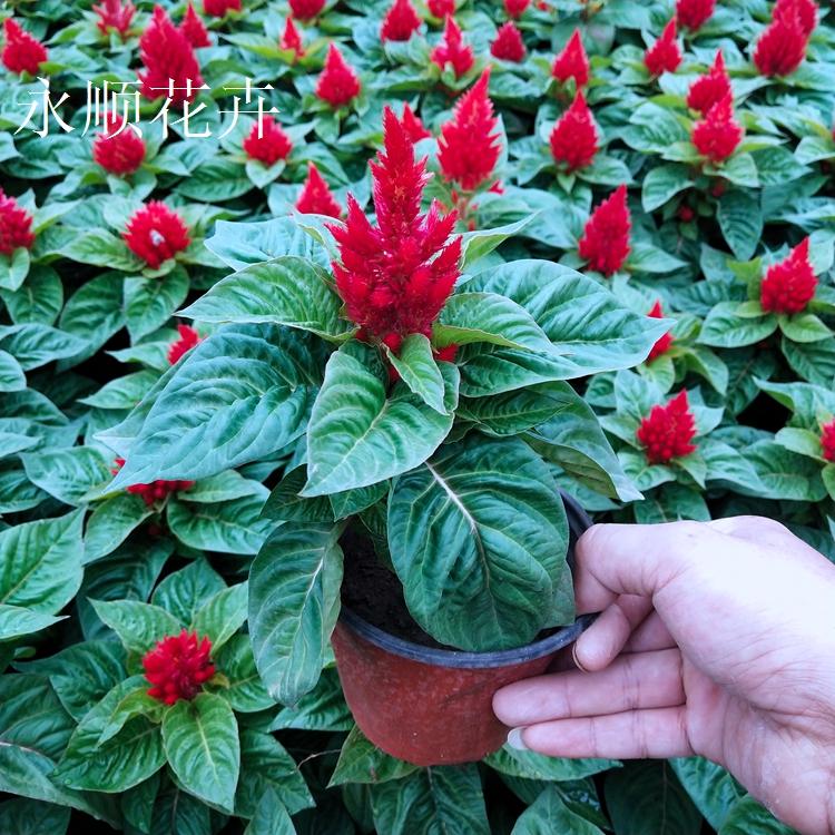 节庆摆花鸡冠花 凤尾鸡冠花 开花多色一支笔 低价批发一支笔