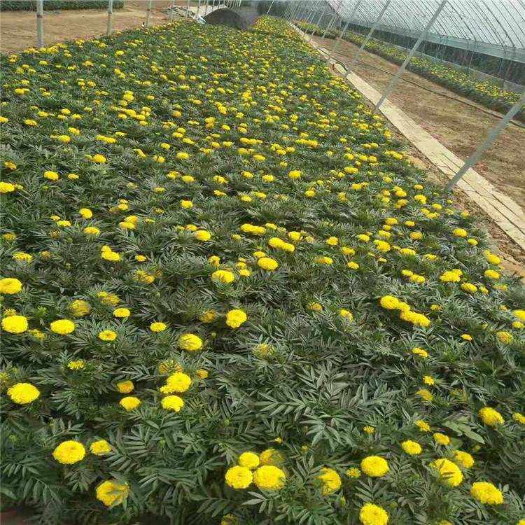 江瑞园艺万寿菊基地万寿菊种子出售万寿菊报价
