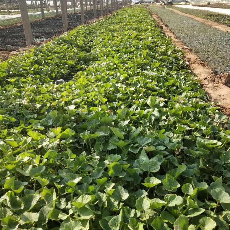 蜀葵供应价格蜀葵基地蜀葵价格