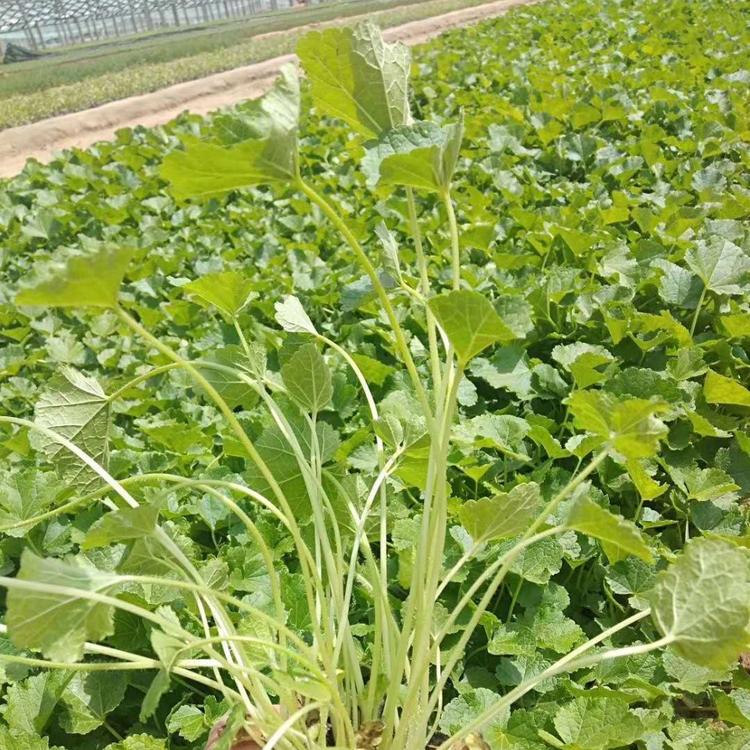 优质蜀葵供应价格蜀葵批发蜀葵基地蜀葵小苗