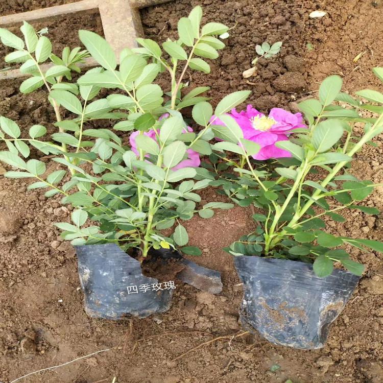 四季玫瑰种植园四季玫瑰 批发商青州天一花卉报价
