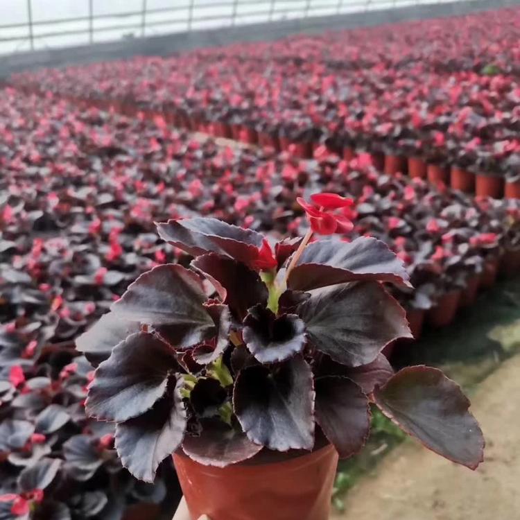四季海棠供应商青州天一花卉种植地