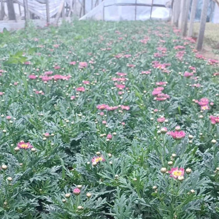 青州草花 美女樱基地    马鞭草系列   美女樱价格
