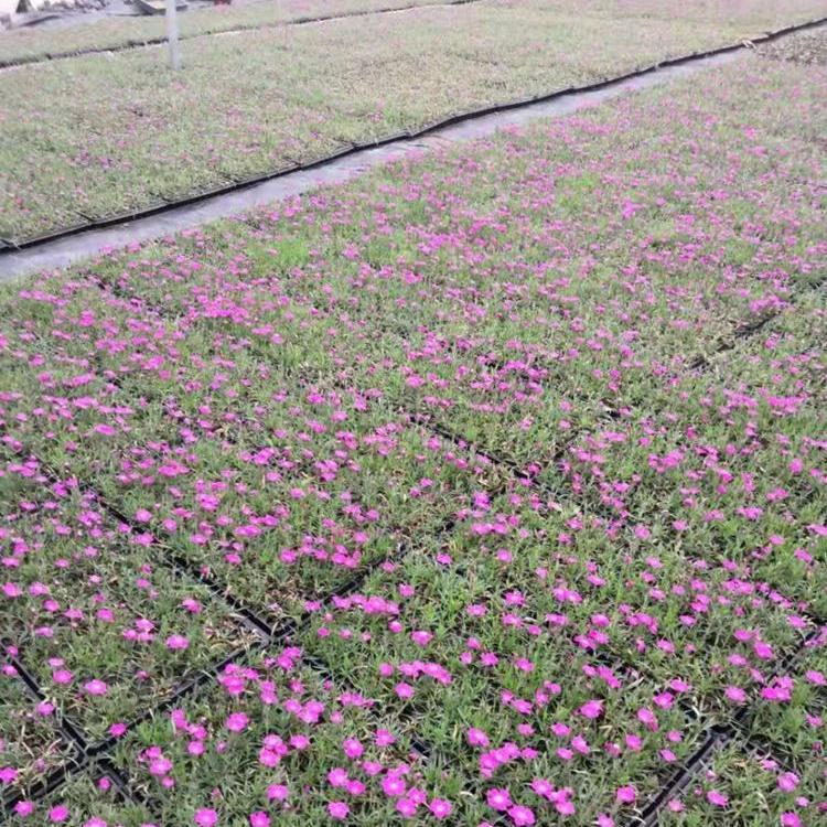 青州伟达欧石竹 青州黄楼欧石竹 欧石竹种植基地
