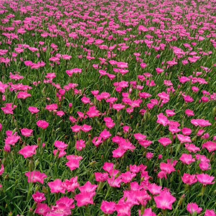 青州草花  欧石竹 价格  青州欧石竹基地 批发  草花批发