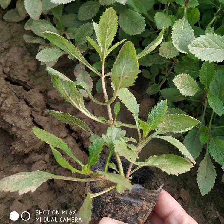马鞭草苗 马鞭草种植商 马鞭草苗圃直销