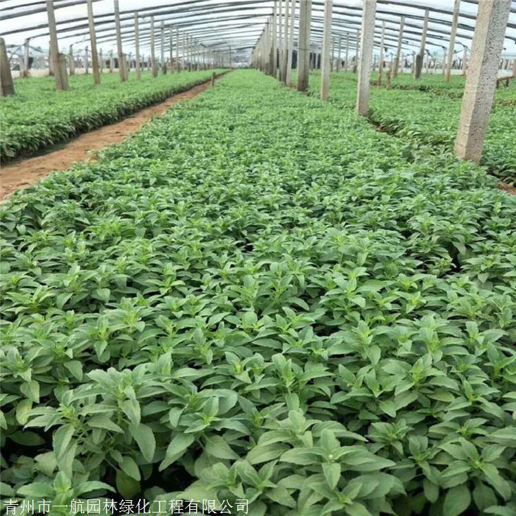 鼠尾草小苗 鼠尾草小苗供应商