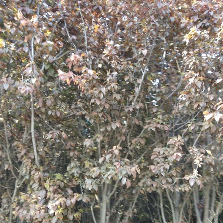 大量出售紫叶李 红叶李苗 紫叶李种植商