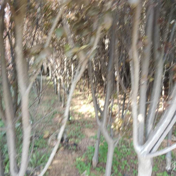 大量出售红叶紫叶李 红叶李苗 红叶紫叶李价格