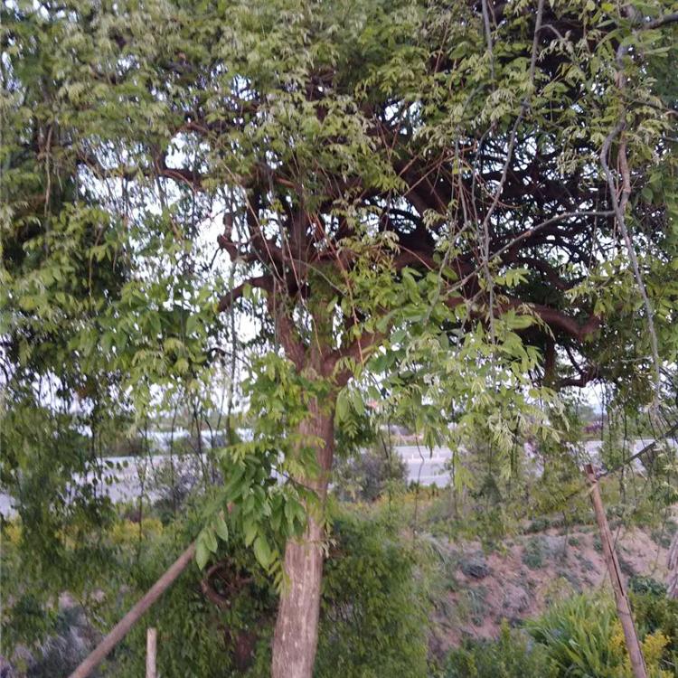 基地直销龙爪槐 龙爪槐批售 优良龙爪槐树