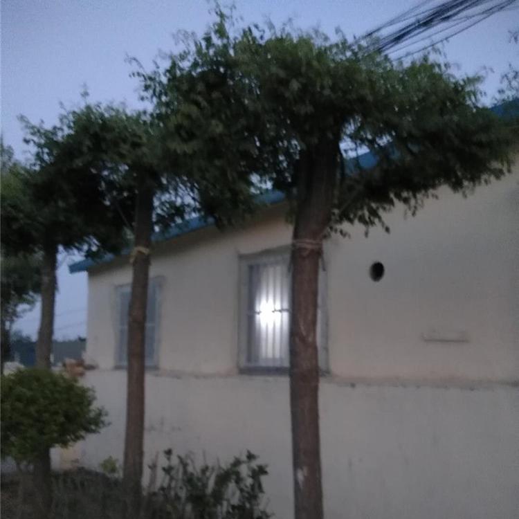 自产自销龙爪槐 龙爪槐基地 龙爪槐树苗