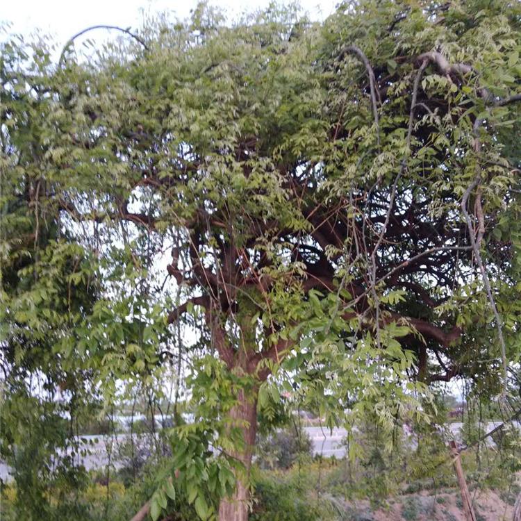 宇宙花卉出售龙爪槐 龙爪槐价格 龙爪槐树苗