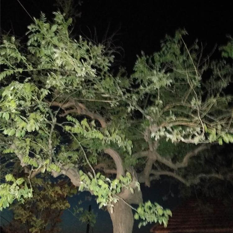 现挖出售龙爪槐 龙爪槐种植基地 优良龙爪槐树