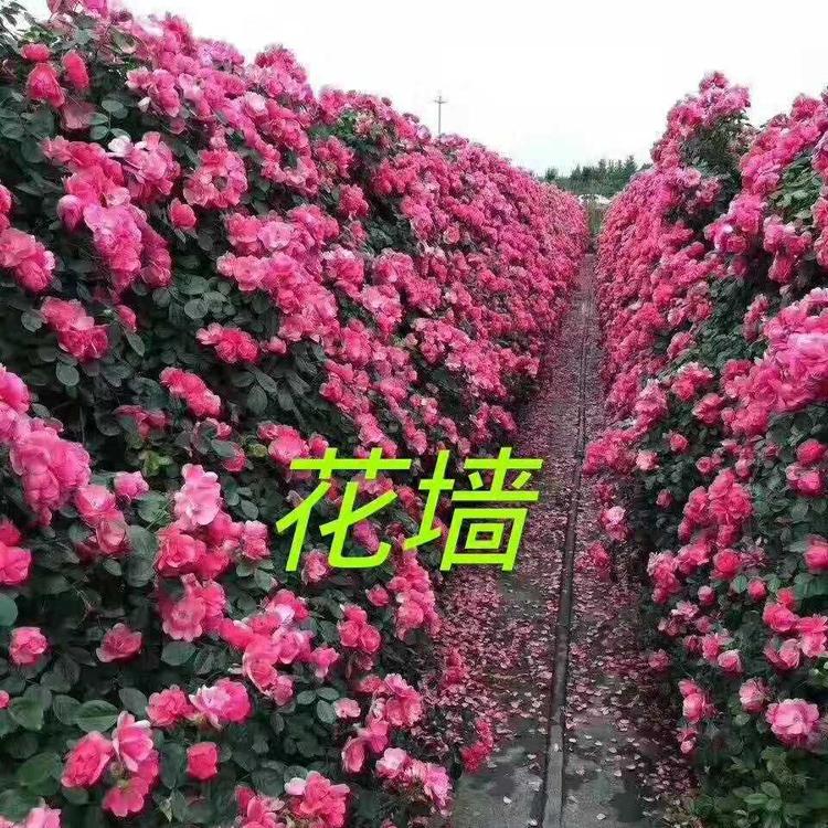 藤蔓月季基地批发价格 蔷薇苗 蔷薇月季
