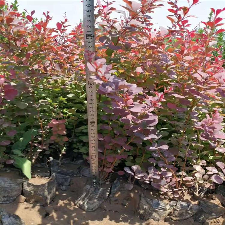 红叶小蘗基地红叶小蘗盆栽苗红叶小蘗地栽苗山东红叶小蘗批发