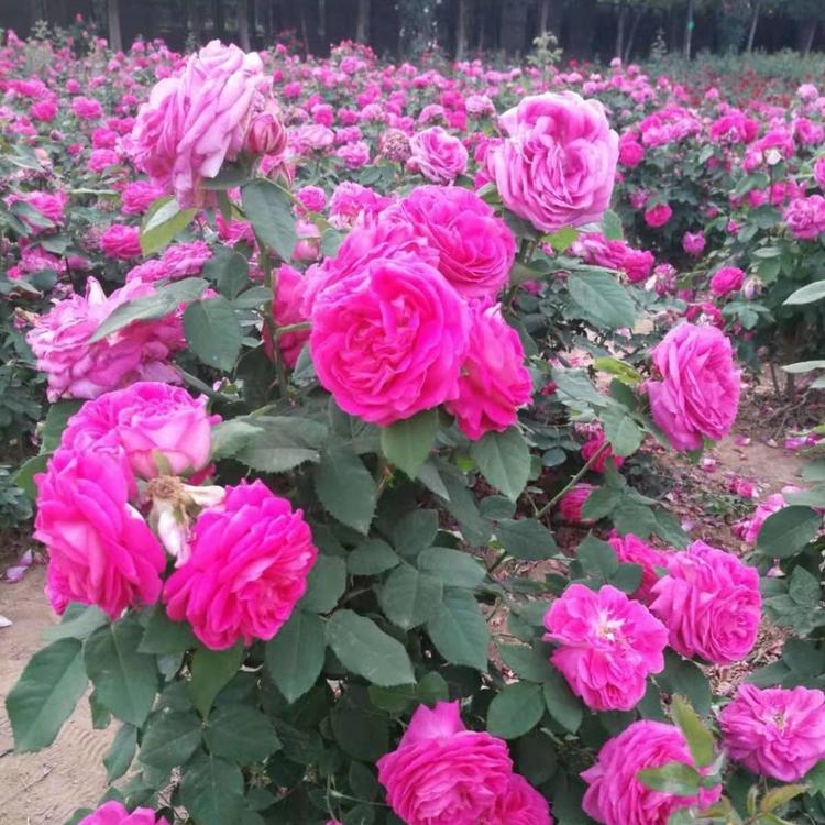南阳月季花苗批发零售南阳月季扦插小苗批发价格-月季小苗