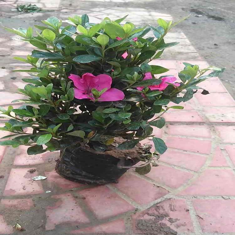 河北杜鹃花卉  石岩杜鹃培育 价格合理
