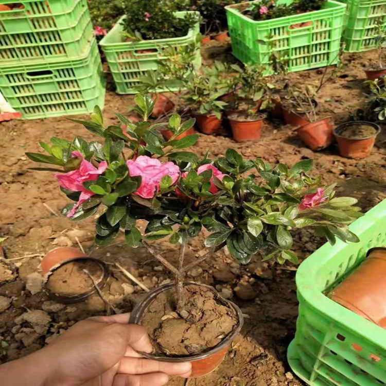临沂石岩杜鹃花卉  毛杜鹃  杜鹃苗子报价
