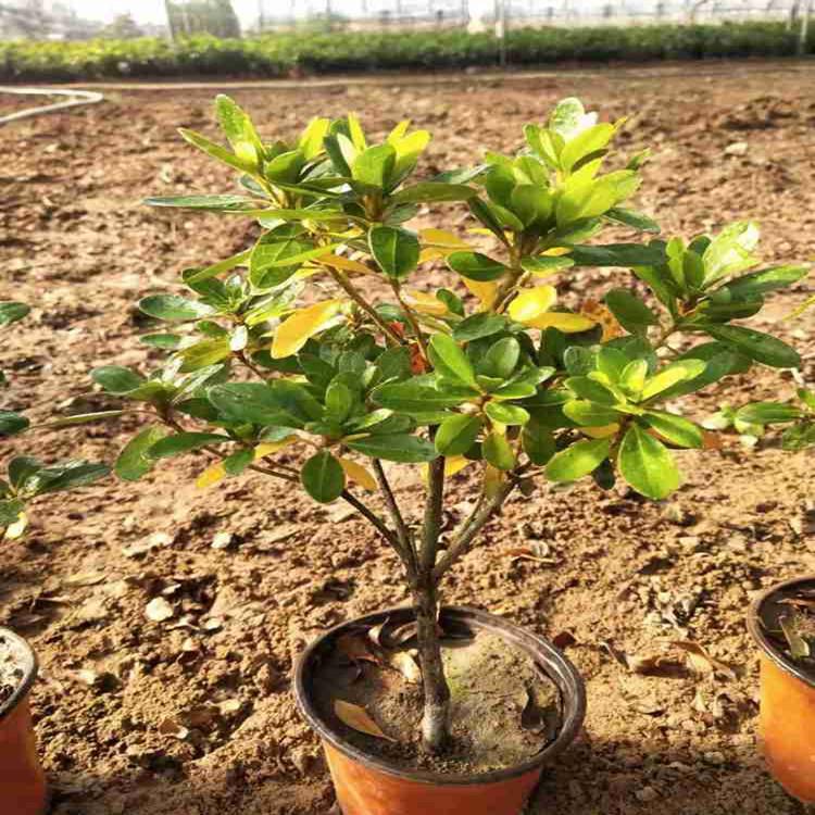 菏泽石岩杜鹃花卉  毛杜鹃  杜鹃苗子出售 价格合理