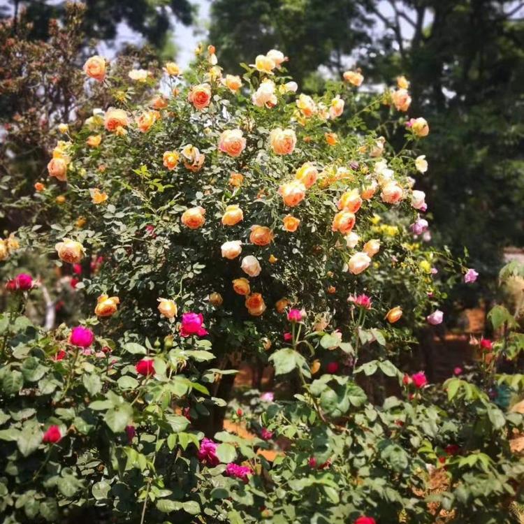 树状月季基地批发价格 月季树的批发  树形月季批发-树状月季