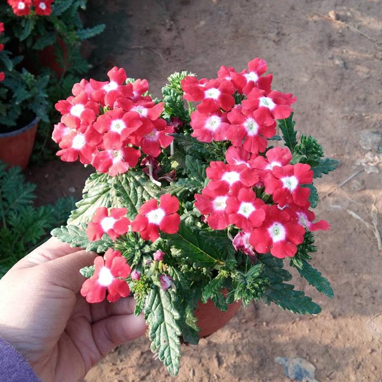 美女樱种植基地 批售美女樱 观赏美女樱