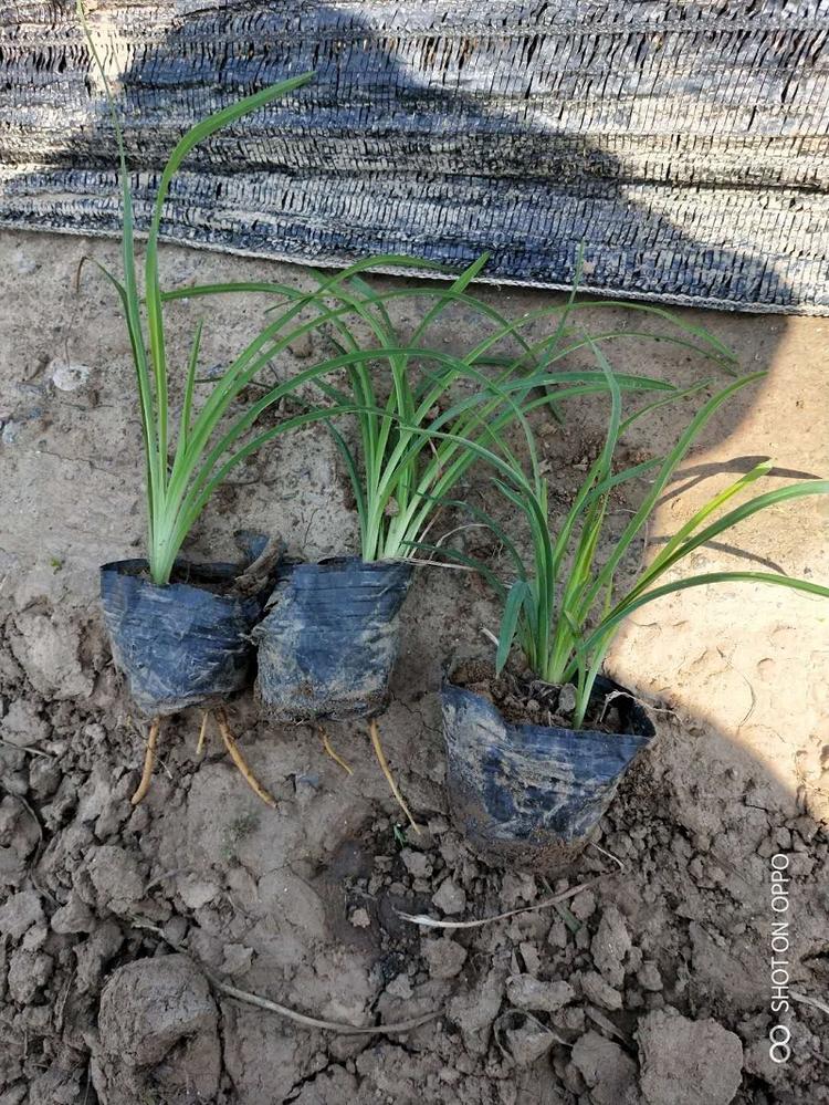 金娃娃萱草  金娃娃萱草价格 金娃娃萱草种植基地