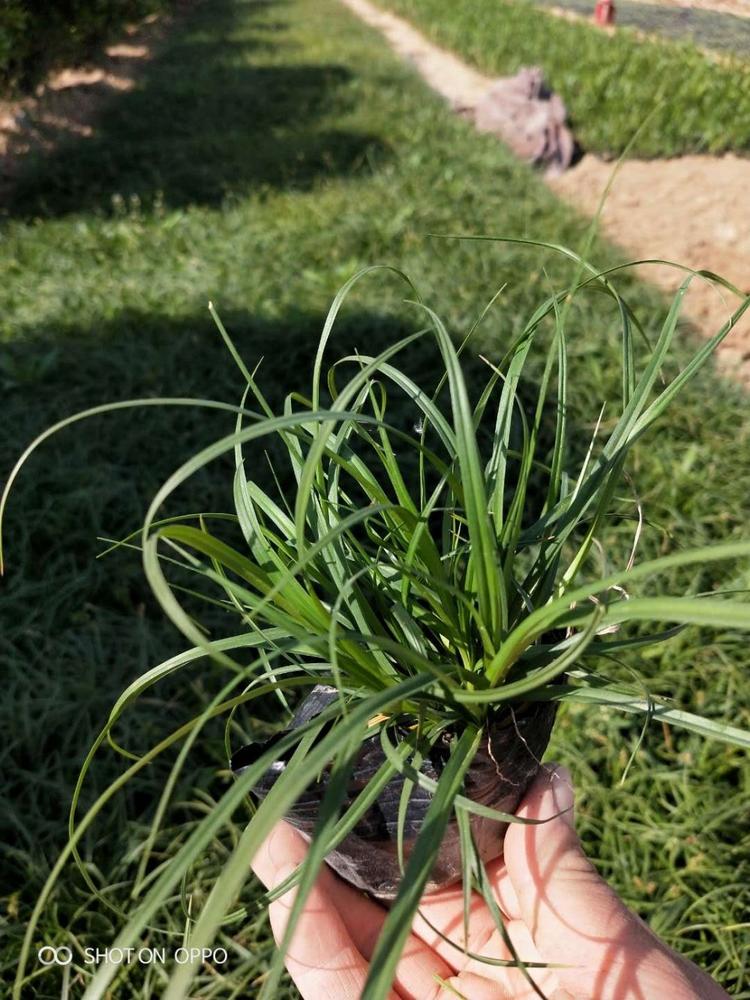 青绿苔草 青绿苔草价格 青绿苔草杯苗