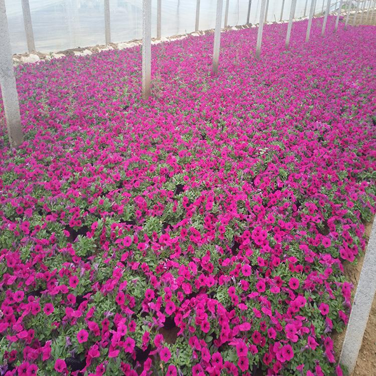 垂钓牵牛花批发 牵牛花 公园牵牛花