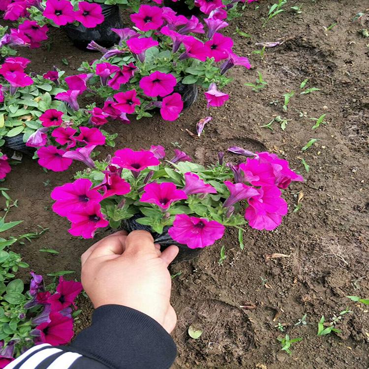 垂吊牵牛苗 成品垂钓牵牛 多色垂吊牵牛花花苗 盛诺园艺