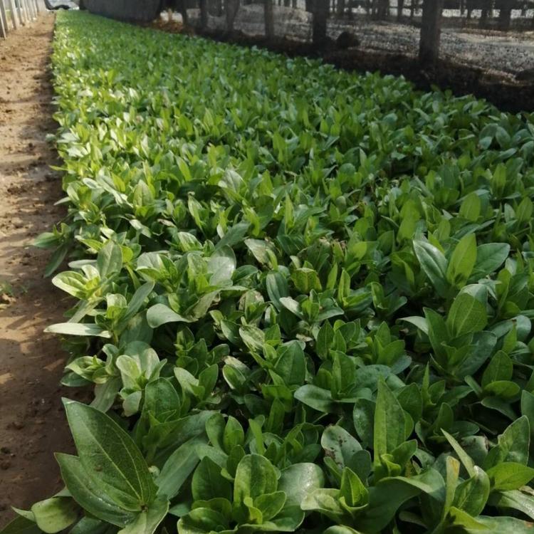 基地大量百日草红黄花百日草百日草基地百日草小苗