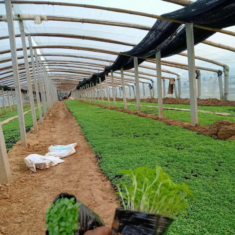 千屈菜种植基地  千屈菜 采购基地 千屈菜价格