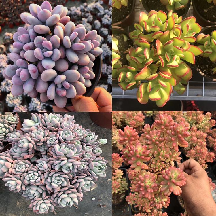 多肉植物 厂家大量批发 带盆土发货多肉植物批发一件代发