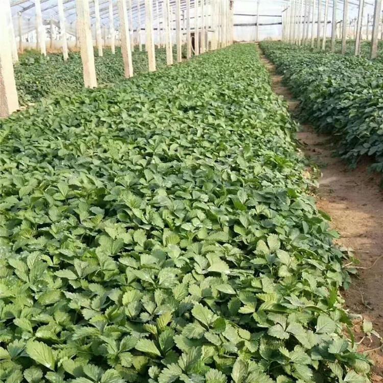 蛇莓种植基地  基地直销蛇莓 欢迎选购