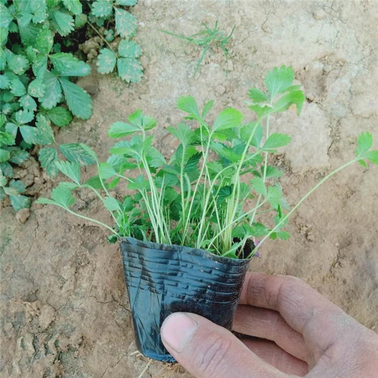 蛇莓批发  潍坊蛇莓 量大从优