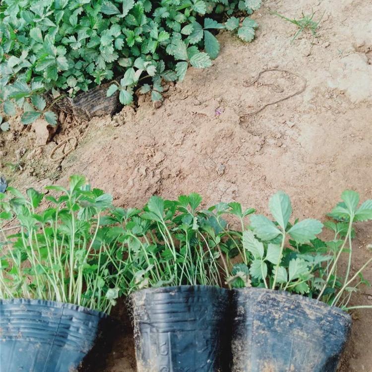 蛇莓种植基地  长期供应蛇莓 量大从优