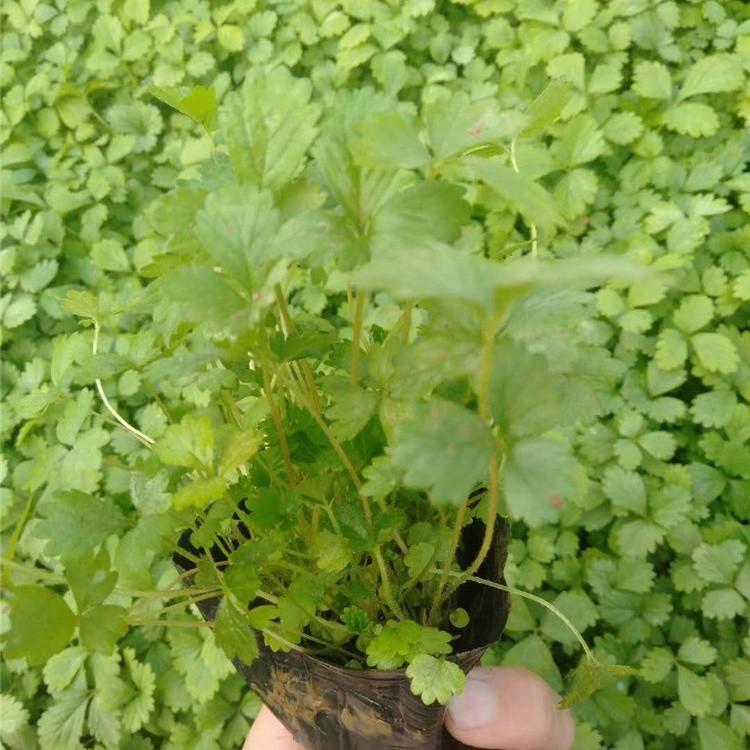 蛇莓供货商  基地直销蛇莓 欢迎选购
