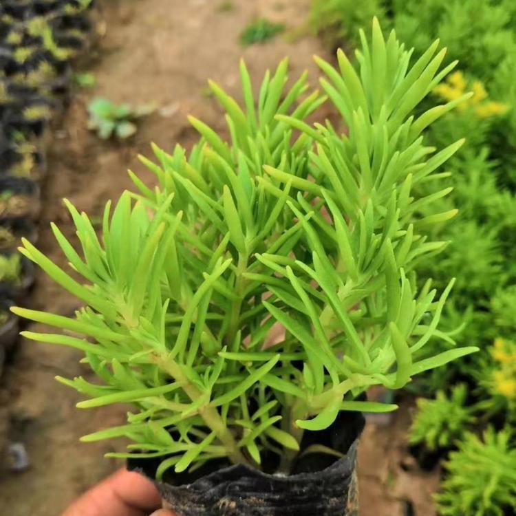 佛甲草 基地批售佛甲草  佛甲草价格 量大优惠