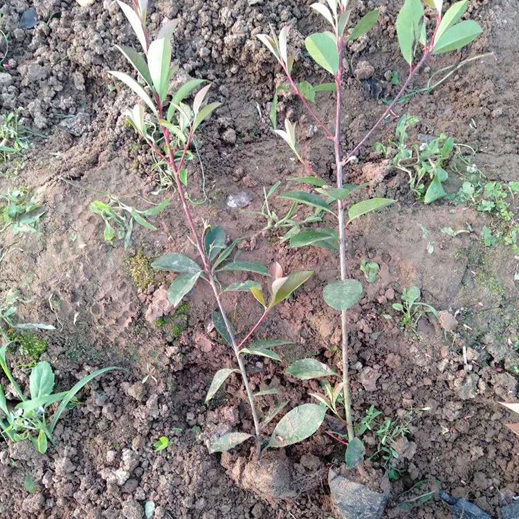 红叶石楠批售 基地种植红叶石楠 山东红叶石楠供应商