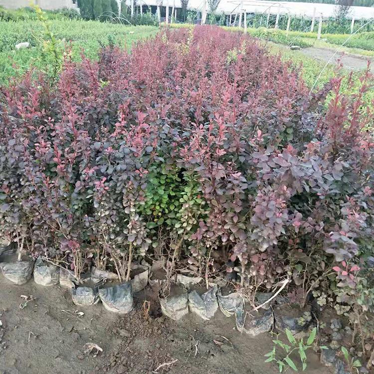 红叶小檗价格 红叶小檗批发商 基地出售红叶小檗苗
