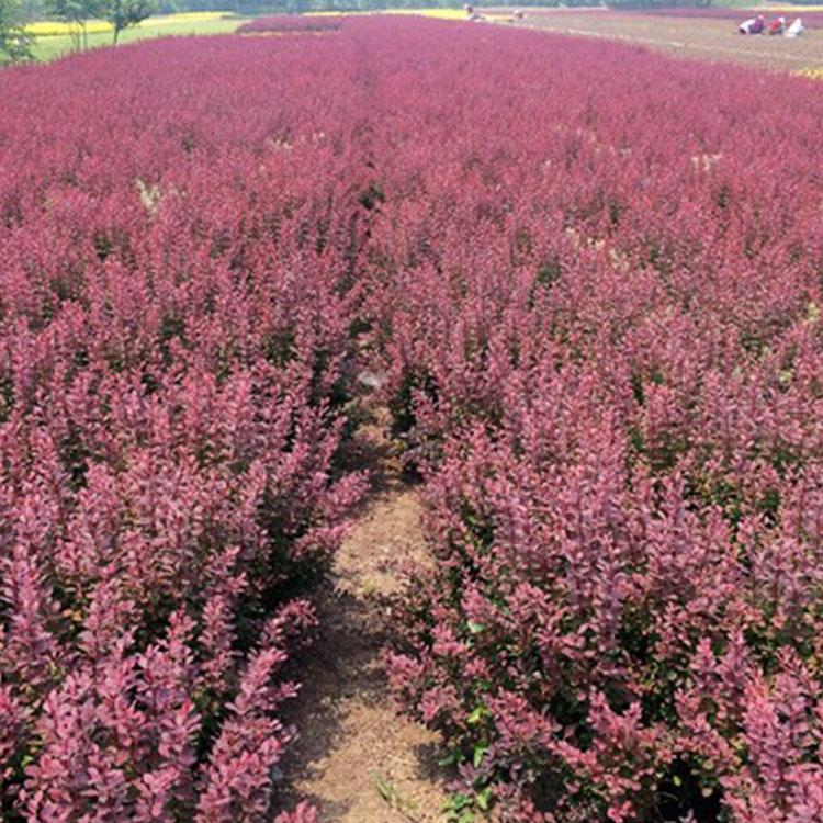 红叶小檗批发商 山东红叶小波种植基地 顺景源花卉大量供应红叶小檗