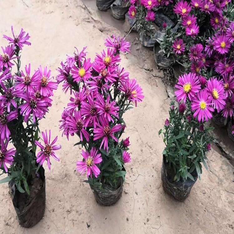 荷兰菊种植基地  大量基地直销 厂家 山东荷兰菊价格