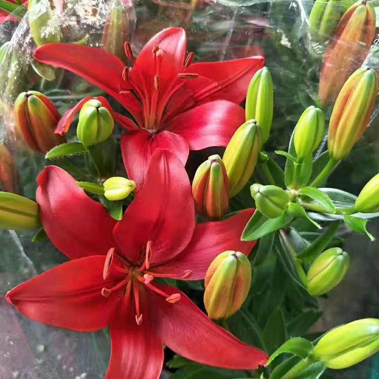百合 喜干燥 怕水涝 山东花卉种植基地出售百合盆栽