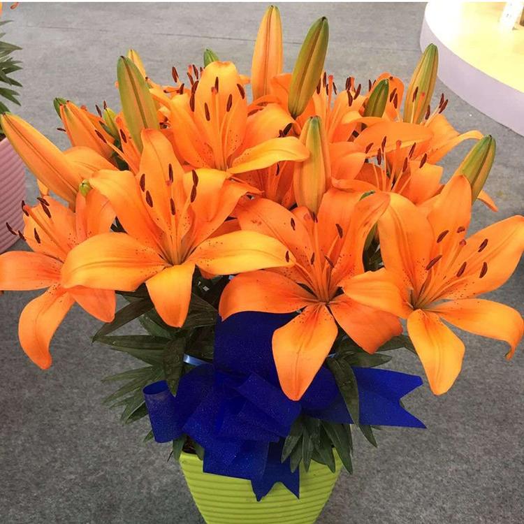 青州森瑜供应 多色系 亚洲百合 量大价格优惠