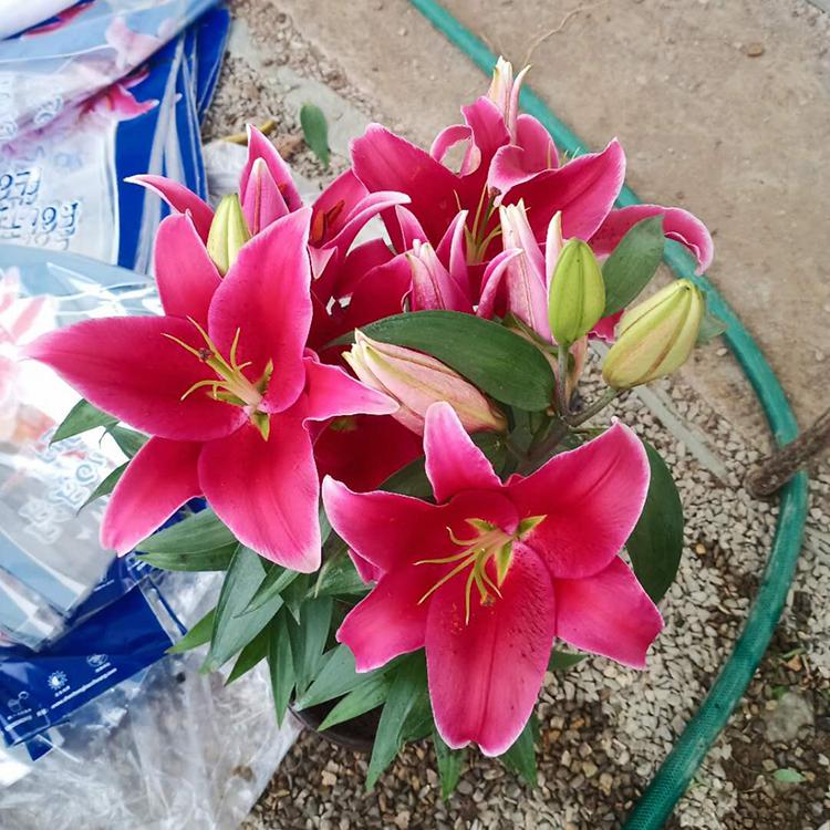 香水百合批售 苗圃培育优良香水百合 百合盆栽种植基地